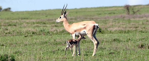 African Bambi, filme apresentado em 2009