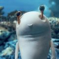 Animação em três dimensões mostra criatura branca de olhos salientes no fundo do mar, entre corais azulados.