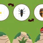 Ilustração educativa do ciclo de um inseto, com ovo, larva e besouro sobre fundo verde.
